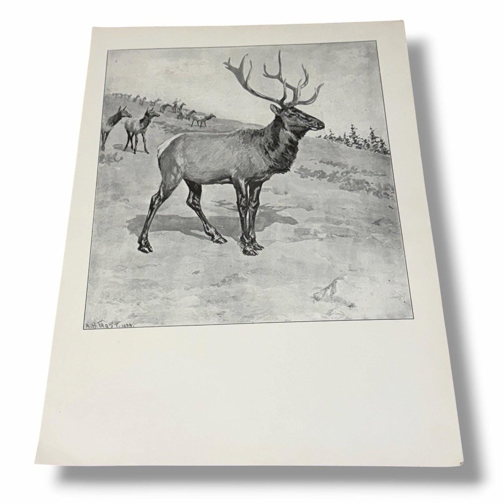 Vintage Illustration Art Bookplate 1904 King of the Herd by AB Frost AA